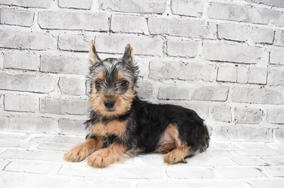 Silky Terrier-DOG-Male-Silver Black and Tan-7949-Petland Monroeville, PA