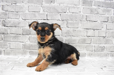 Yorkie-DOG-Female-Black and Tan-7950-Petland Monroeville, PA