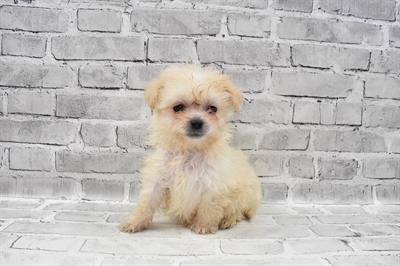 Peke-a-poo-DOG-Male-Cream-7951-Petland Monroeville, PA