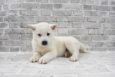 Shiba Inu-DOG-Female-Cream-7952-Petland Monroeville, PA