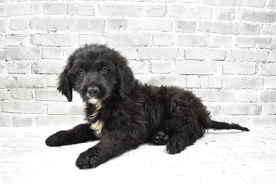 Bernedoodle-DOG-Female-Black-7953-Petland Monroeville, PA