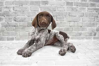 German Shorthaired Pointer-DOG-Male-Liver Roan-7954-Petland Monroeville, PA