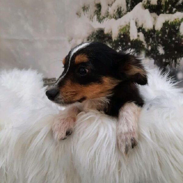 Toy Australian Shepherd-DOG-Male-Black White / Tan-7977-Petland Monroeville, PA