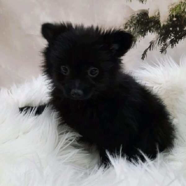 Pomeranian-DOG-Female-Black-7969-Petland Monroeville, PA