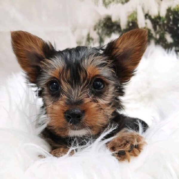 Yorkie-DOG-Female-Black / Tan-7968-Petland Monroeville, PA