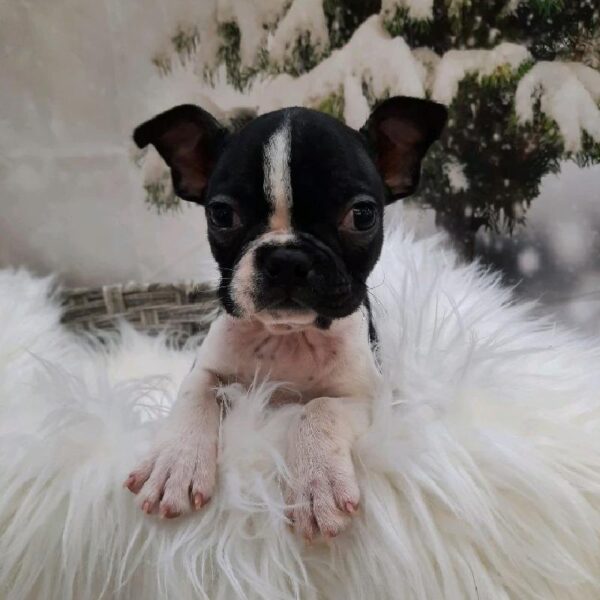 Boston Terrier-DOG-Male-Black / White-7966-Petland Monroeville, PA