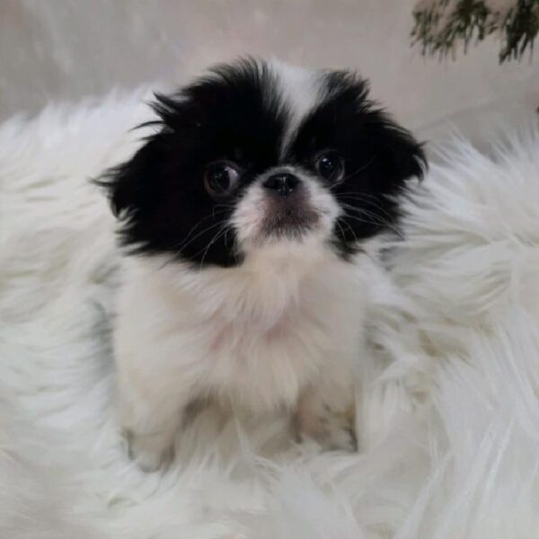 Japanese Chin-DOG-Male-Black / White-7965-Petland Monroeville, PA