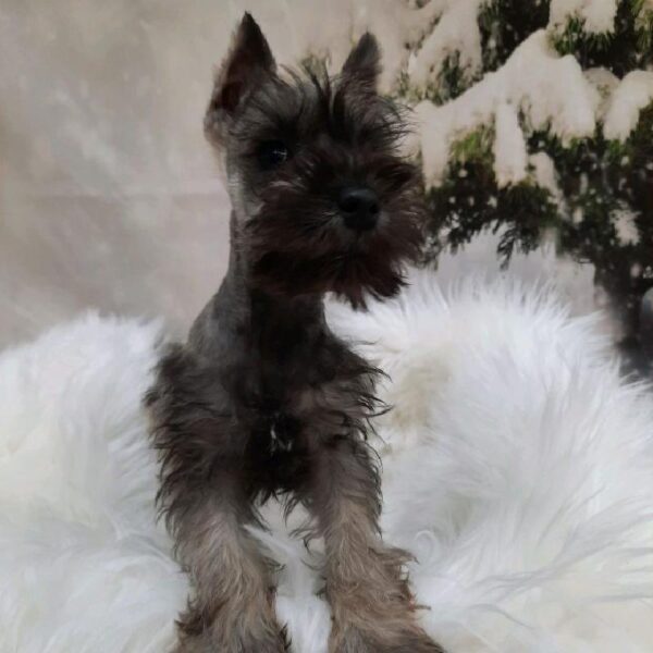 Mini Schnauzer-DOG-Female-Salt / Pepper-7964-Petland Monroeville, PA