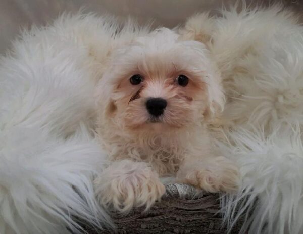 Teddy Bear-DOG-Female-White-7982-Petland Monroeville, PA