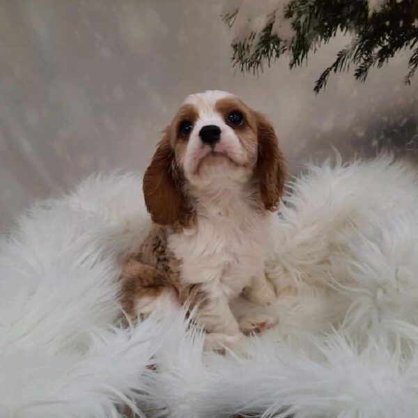 Cavalier King Charles Spaniel-DOG-Male-Blenheim-7979-Petland Monroeville, PA