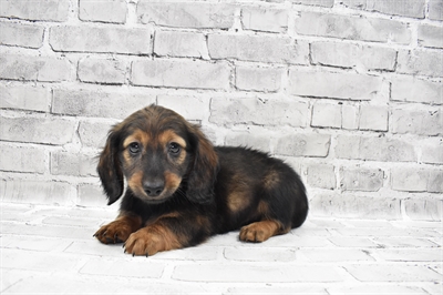 Dachshund-DOG-Male-Red-7990-Petland Monroeville, PA