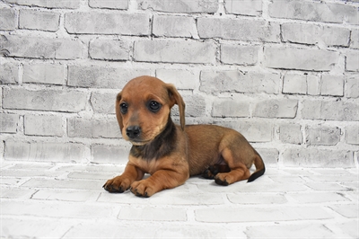 Dachshund-DOG-Female-Red-7991-Petland Monroeville, PA