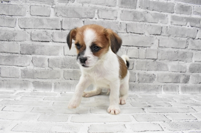 Shi-Chi-DOG-Male-Red and White-7992-Petland Monroeville, PA