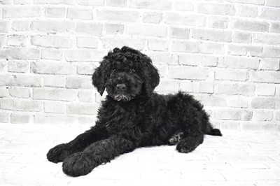 Standard Poodle-DOG-Male-Black-7994-Petland Monroeville, PA