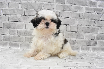 Shih Tzu-DOG-Male-Silver and White-7995-Petland Monroeville, PA