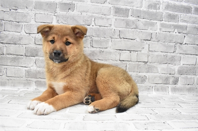 Mini Aussie-Shiba-DOG-Female-Red-7996-Petland Monroeville, PA