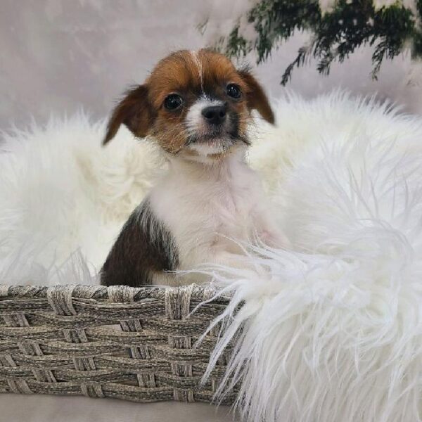 Shi-Chi-DOG-Male-Red and White-7993-Petland Monroeville, PA