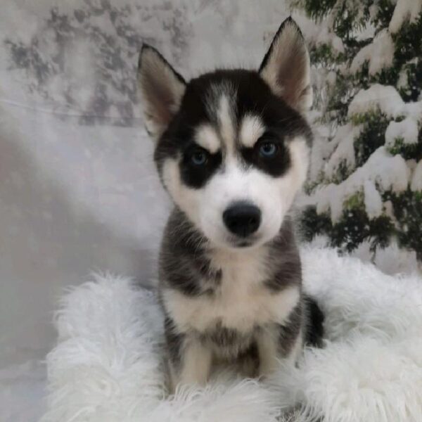 Siberian Husky-DOG-Female-Black / White-8012-Petland Monroeville, PA