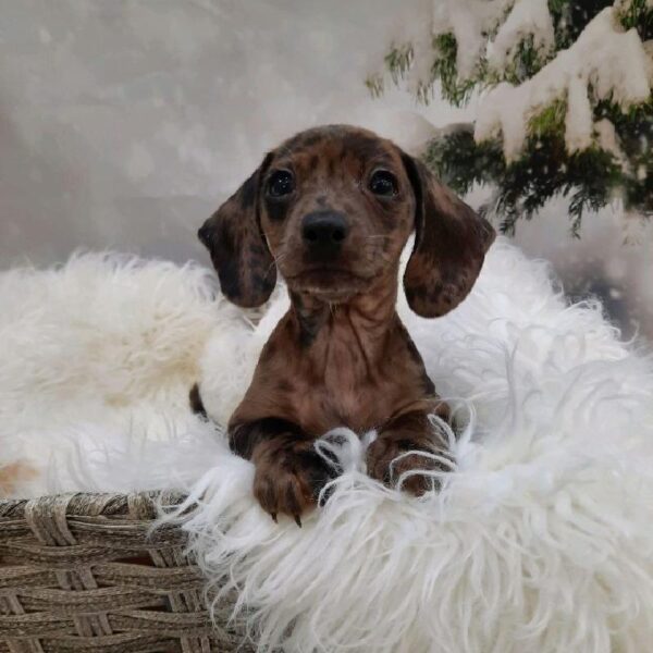 Dachshund-DOG-Male-Blue-8011-Petland Monroeville, PA