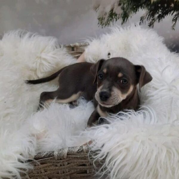 Chiweenie-DOG-Male-Black / Tan-8010-Petland Monroeville, PA