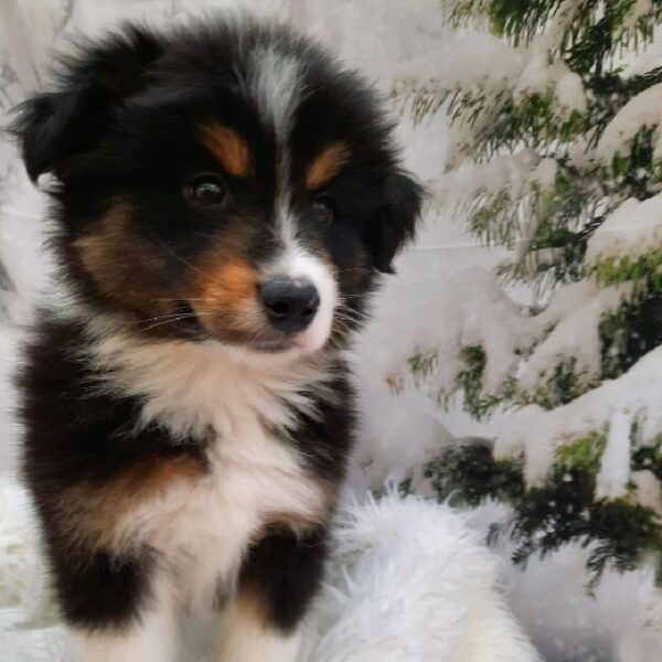 Miniature Australian Shepherd-DOG-Male-Black White / Tan-8009-Petland Monroeville, PA
