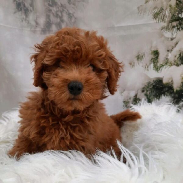 Mini Goldendoodle 2nd Gen.-DOG-Male-Red-8006-Petland Monroeville, PA