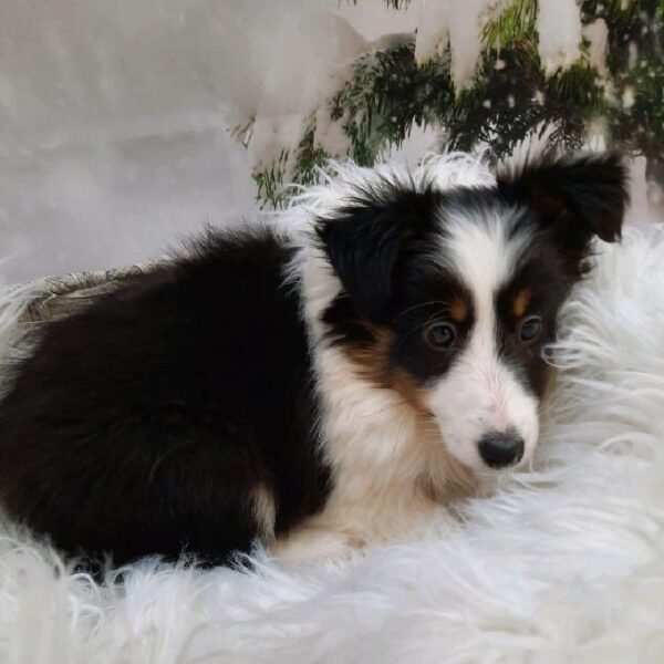 Sheltie-DOG-Female-Black Tan / White-8005-Petland Monroeville, PA