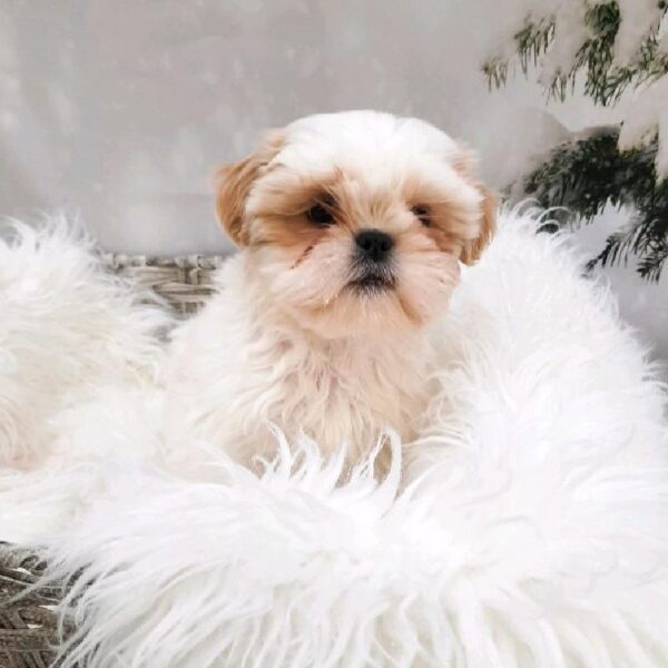 Shih Tzu-DOG-Male-Gold-8008-Petland Monroeville, PA