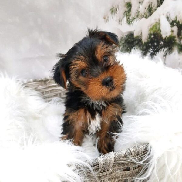 Yorkie-DOG-Male-Black / Tan-8007-Petland Monroeville, PA
