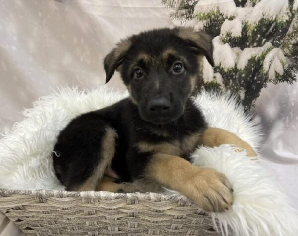 German Shepherd-DOG-Male-Black / Tan-8029-Petland Monroeville, PA