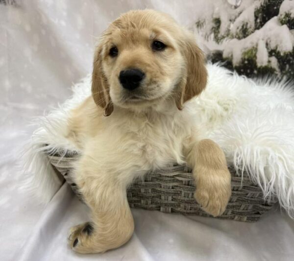Golden Retriever-DOG-Male-Golden-8027-Petland Monroeville, PA