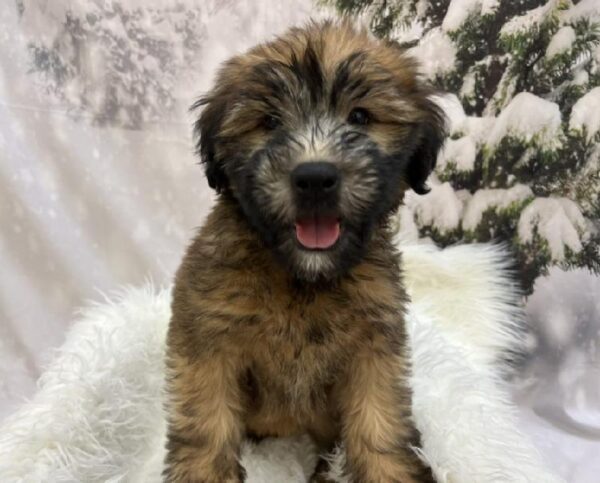 Soft Coated Wheaten Terrier-DOG-Male-Wheaten-8026-Petland Monroeville, PA