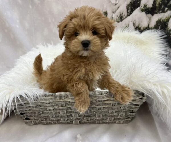 Maltipoo-DOG-Female-Red-8025-Petland Monroeville, PA