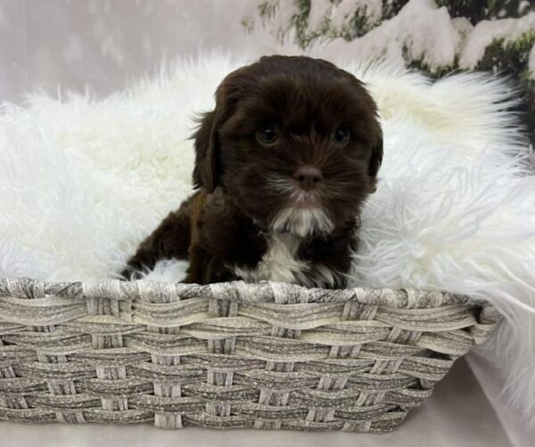 ShizaPoo-DOG-Male-Liver-8024-Petland Monroeville, PA