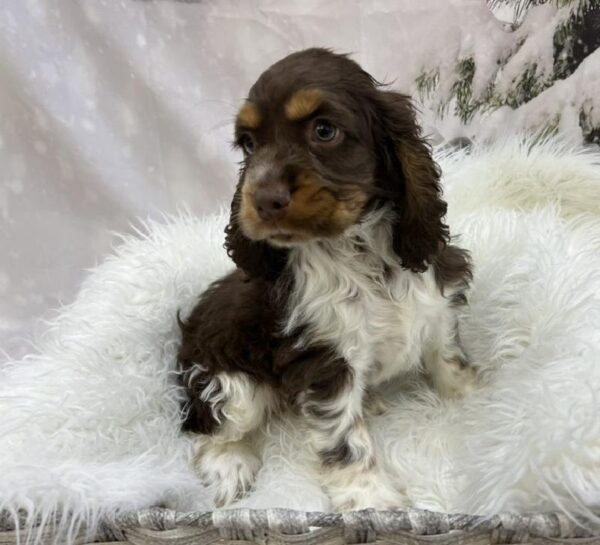 Cocker Spaniel-DOG-Male-Chocolate / Tan-8023-Petland Monroeville, PA
