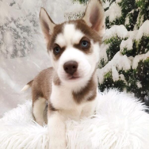 Siberian Husky-DOG-Male-Copper and White-8053-Petland Monroeville, PA