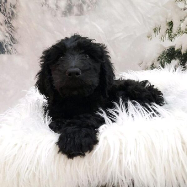 Goldendoodle-DOG-Female-Black-8048-Petland Monroeville, PA