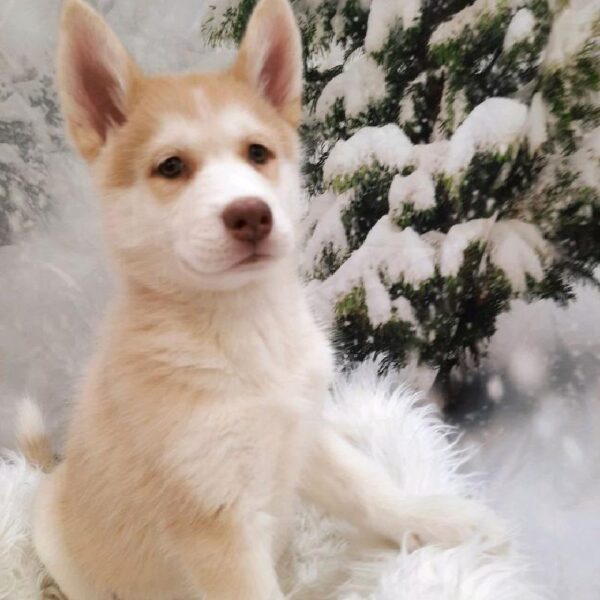 Siberian Husky-DOG-Female-Red and White-8052-Petland Monroeville, PA