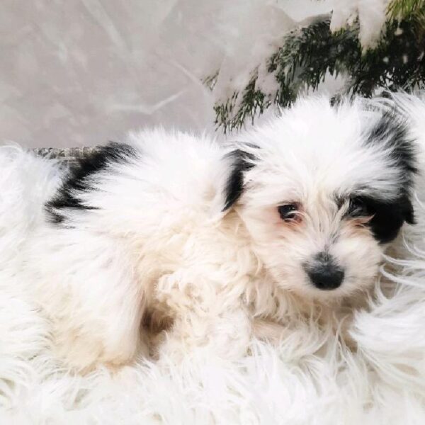 Coton De Tulear-DOG-Male-Black-8055-Petland Monroeville, PA