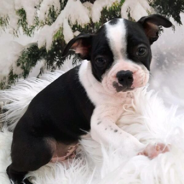 Boston Terrier-DOG-Male-Black and White-8054-Petland Monroeville, PA
