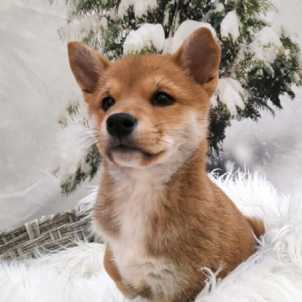 Shiba Inu-DOG-Female-Red-8051-Petland Monroeville, PA