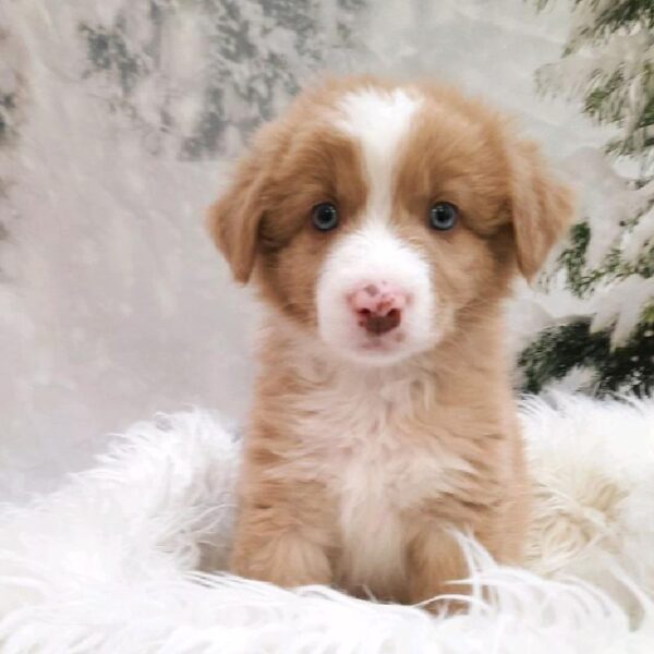 Australian Shepherd-DOG-Male-Red-8047-Petland Monroeville, PA