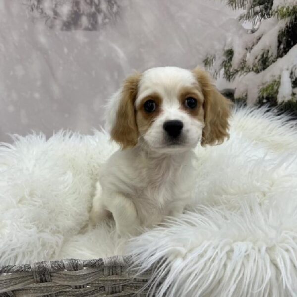 Cavachon-DOG-Male-Apricot-8058-Petland Monroeville, PA