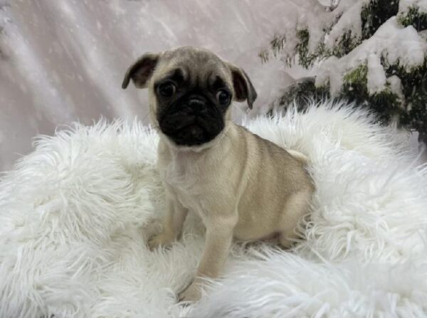 Pug-DOG-Male-Fawn-8056-Petland Monroeville, PA