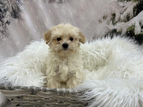 Maltipoo-DOG-Male-Apricot-8060-Petland Monroeville, PA