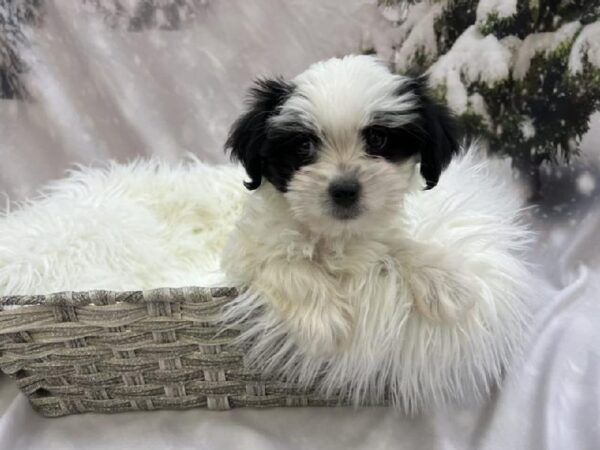 Shorkie-DOG-Male-Black / White-8062-Petland Monroeville, PA