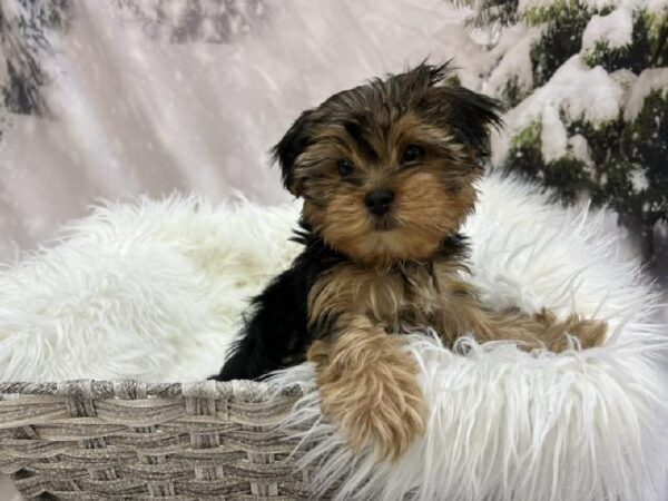 Yorkie-DOG-Male-Black / Tan-8061-Petland Monroeville, PA