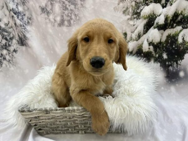 Golden Retriever-DOG-Male-Golden-8070-Petland Monroeville, PA