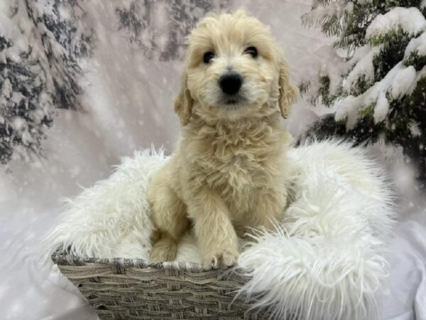 Goldendoodle-DOG-Female-Light Golden-8063-Petland Monroeville, PA