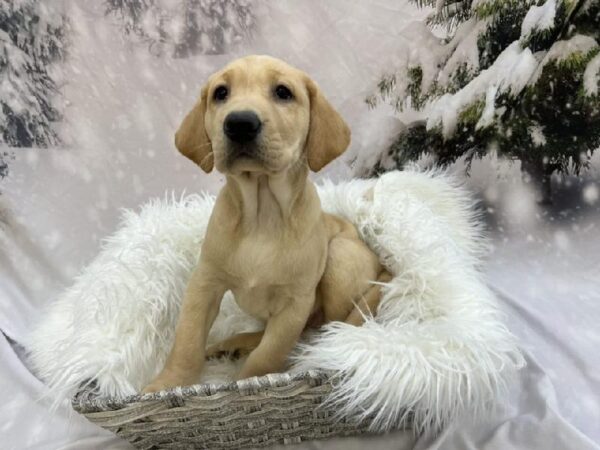 Labrador Retriever-DOG-Female-Yellow-8059-Petland Monroeville, PA